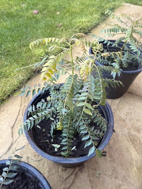 Dwarf Curry Leaf Plant (Murraya koenigii) – in 2L Pot – Aromatic & Medic