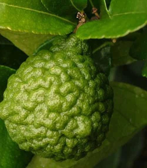 Kaffir Lime Plant (Citrus hystrix) –2L Pot –Aromatic Leaves for cooking