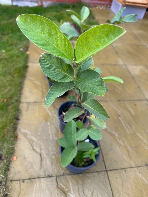 Guava Plant (Psidium guajava) – 40cm+ in 2L Pot – Tropical Fruit Tree