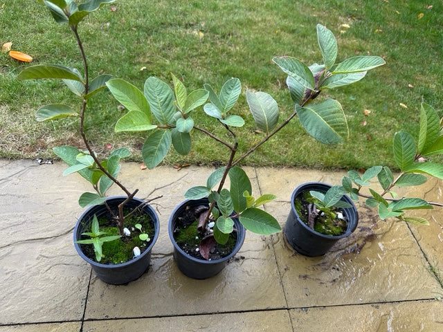 Guava Plant (Psidium guajava) – 40cm+ in 2L Pot – Tropical Fruit Tree