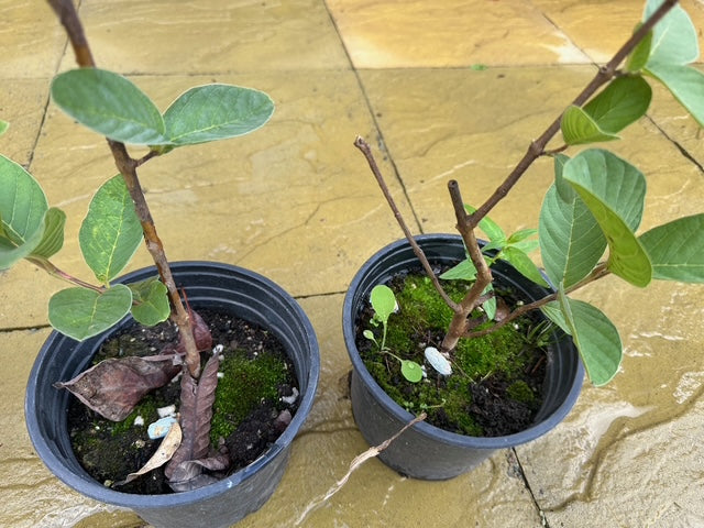 Guava Plant (Psidium guajava) – 40cm+ in 2L Pot – Tropical Fruit Tree