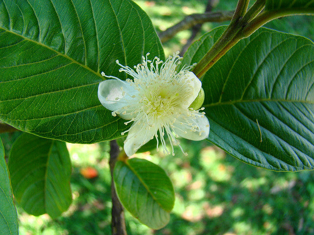 Guava Plant (Psidium guajava) – 40cm+ in 2L Pot – Tropical Fruit Tree