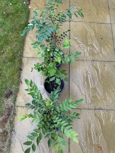 Curry Leaf Plant (Murraya koenigii) – in 2L Pot – Aromatic & Medic