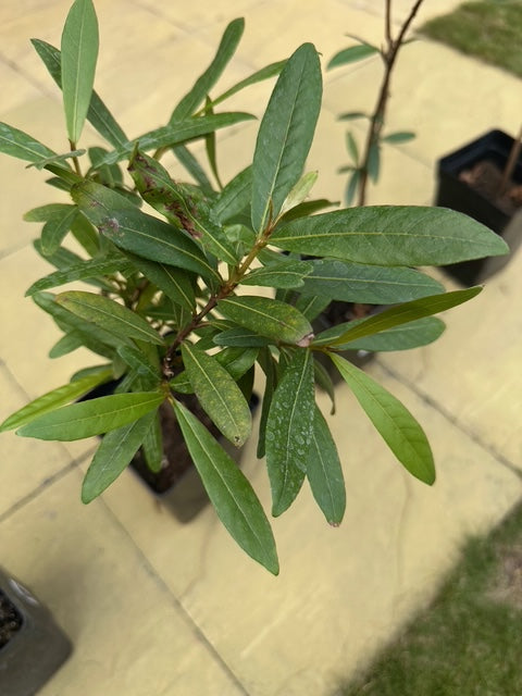 Arjuna Tree (Terminalia arjuna) arjun- Potted plant– Ayurvedic Medicinal