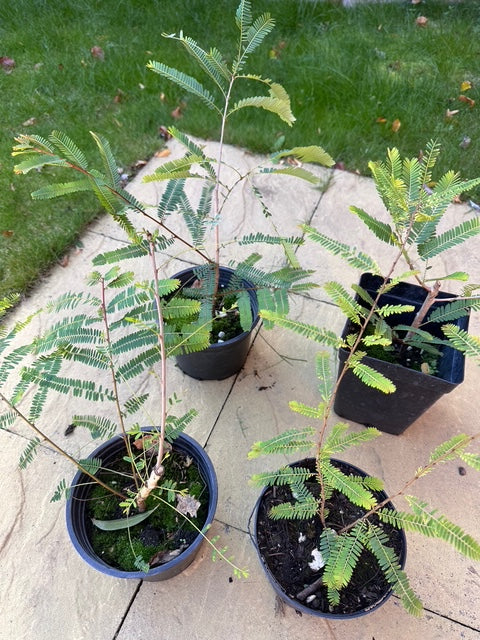 Amla Plant (Indian Gooseberry) – 40cm+ in 2L Pot | Ayurvedic Superfruit