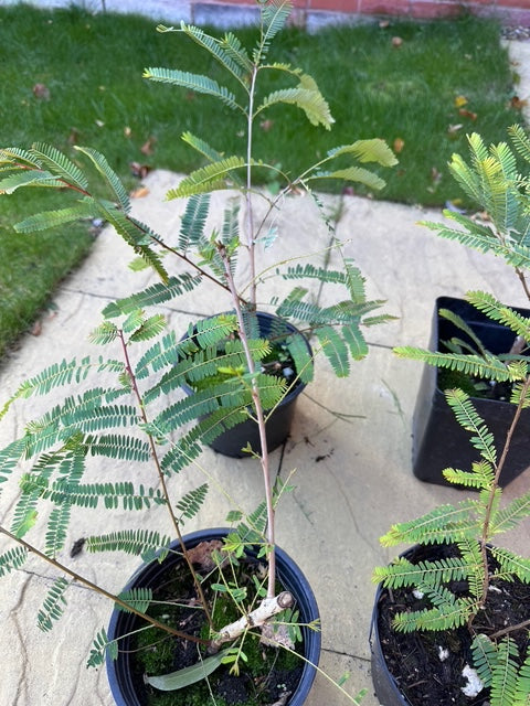 Amla Plant (Indian Gooseberry) – 40cm+ in 2L Pot | Ayurvedic Superfruit