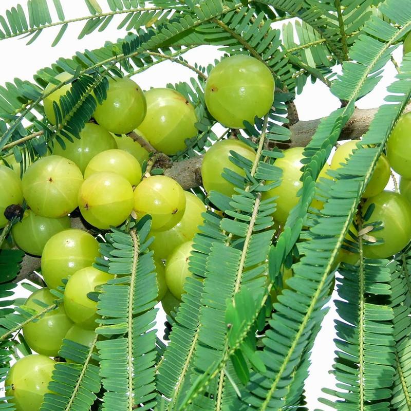 Amla Plant (Indian Gooseberry) – 40cm+ in 2L Pot | Ayurvedic Superfruit