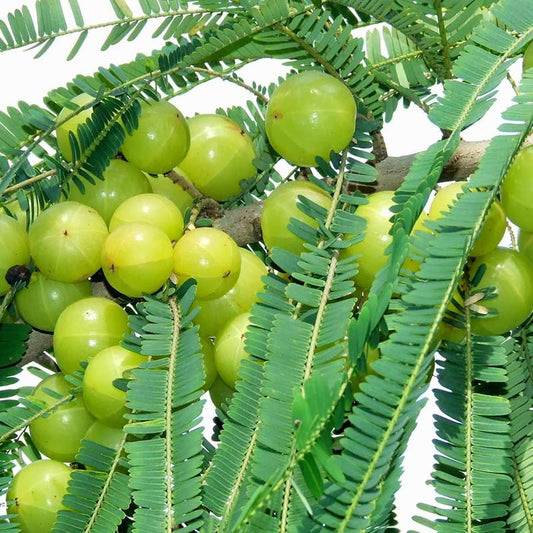 Amla Plant (Indian Gooseberry) – 40cm+ in 2L Pot | Ayurvedic Superfruit