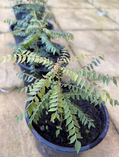 Dwarf Curry Leaf Plant (Murraya koenigii) – in 2L Pot – Aromatic & Medic